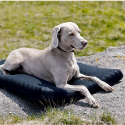 Hundmadrass