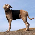 Ceinture lombaire chien Ceinture lombaire chien