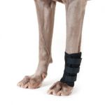 Chevillière pour chien