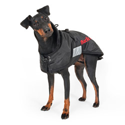 Manteau chien